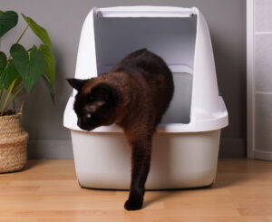 home interior with brown indoor cat stepping out of closed kitty litter box in living room